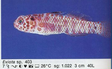 Eviota sp